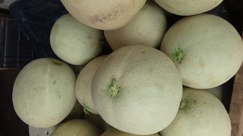 Musk Melon